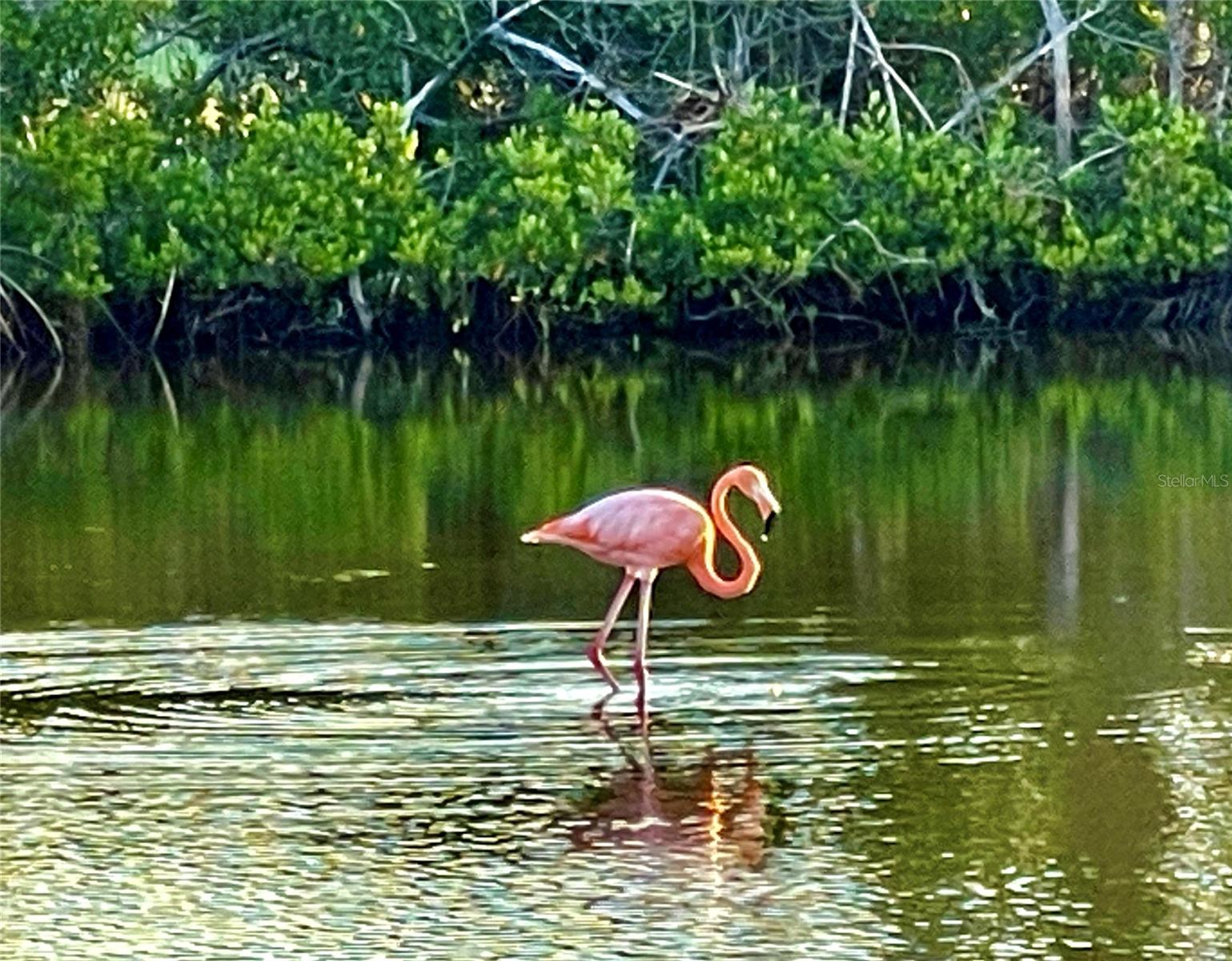 2254 NORWEGIAN DR #46, CLEARWATER, FL, 33763