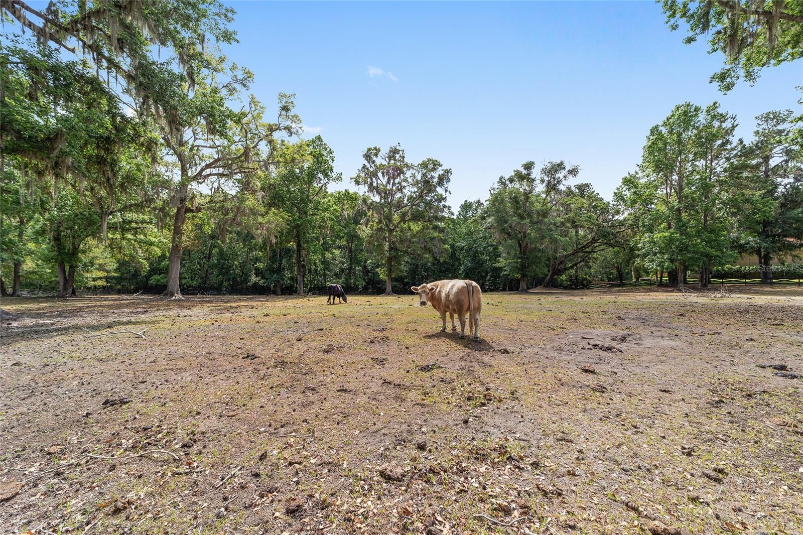 1781 SE 85TH STREET RD, OCALA, FL, 34480