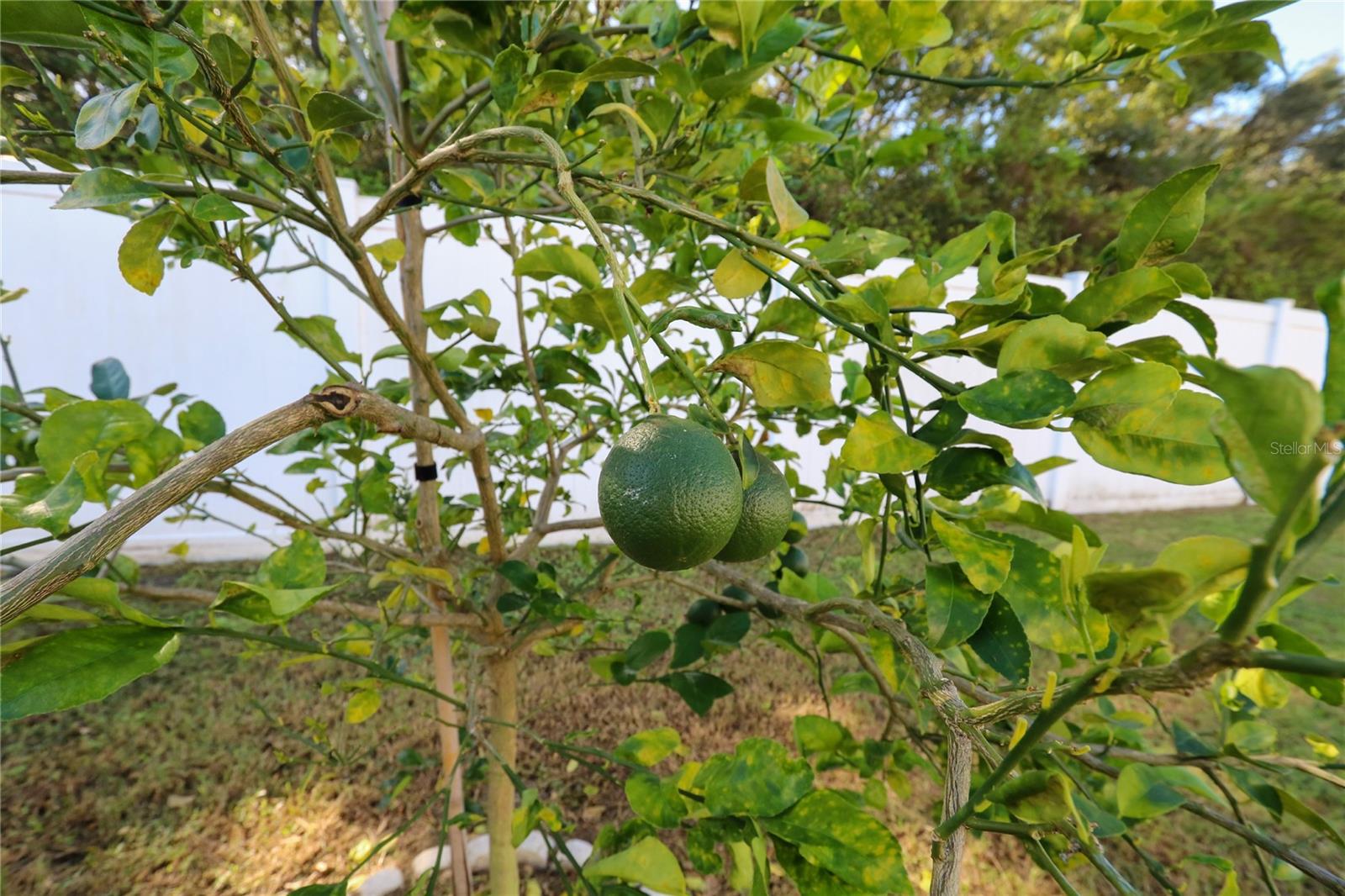 12948 TRIBUTE DR, RIVERVIEW, FL, 33578