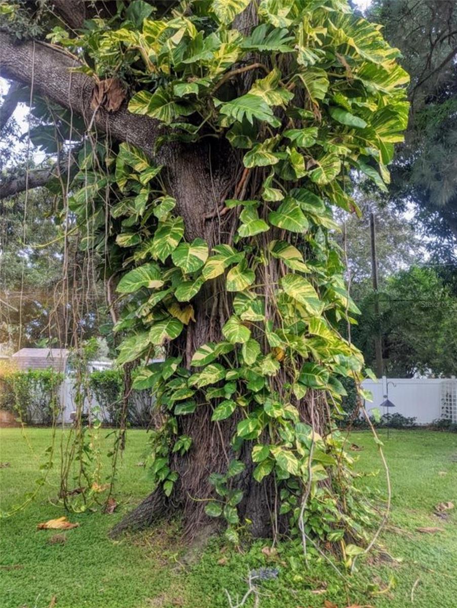 5332 10TH AVE N, ST PETERSBURG, FL, 33710