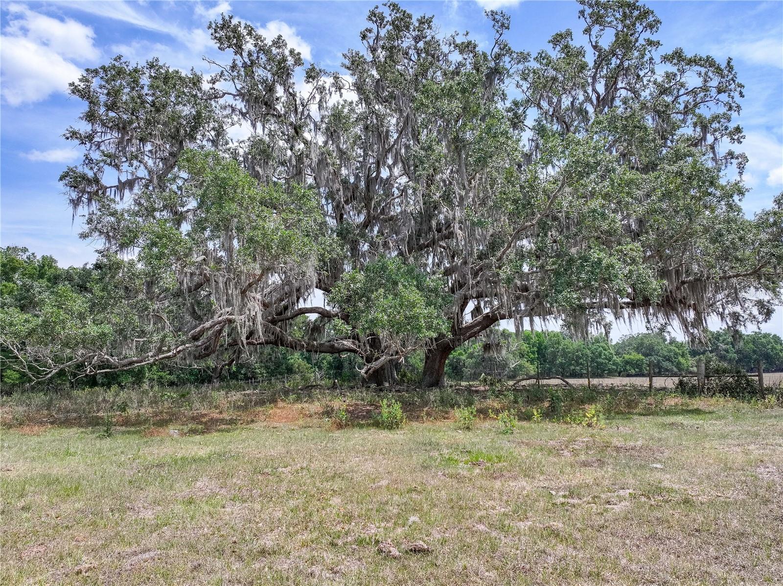 6882 SE 57TH RD, CENTER HILL, FL, 33514