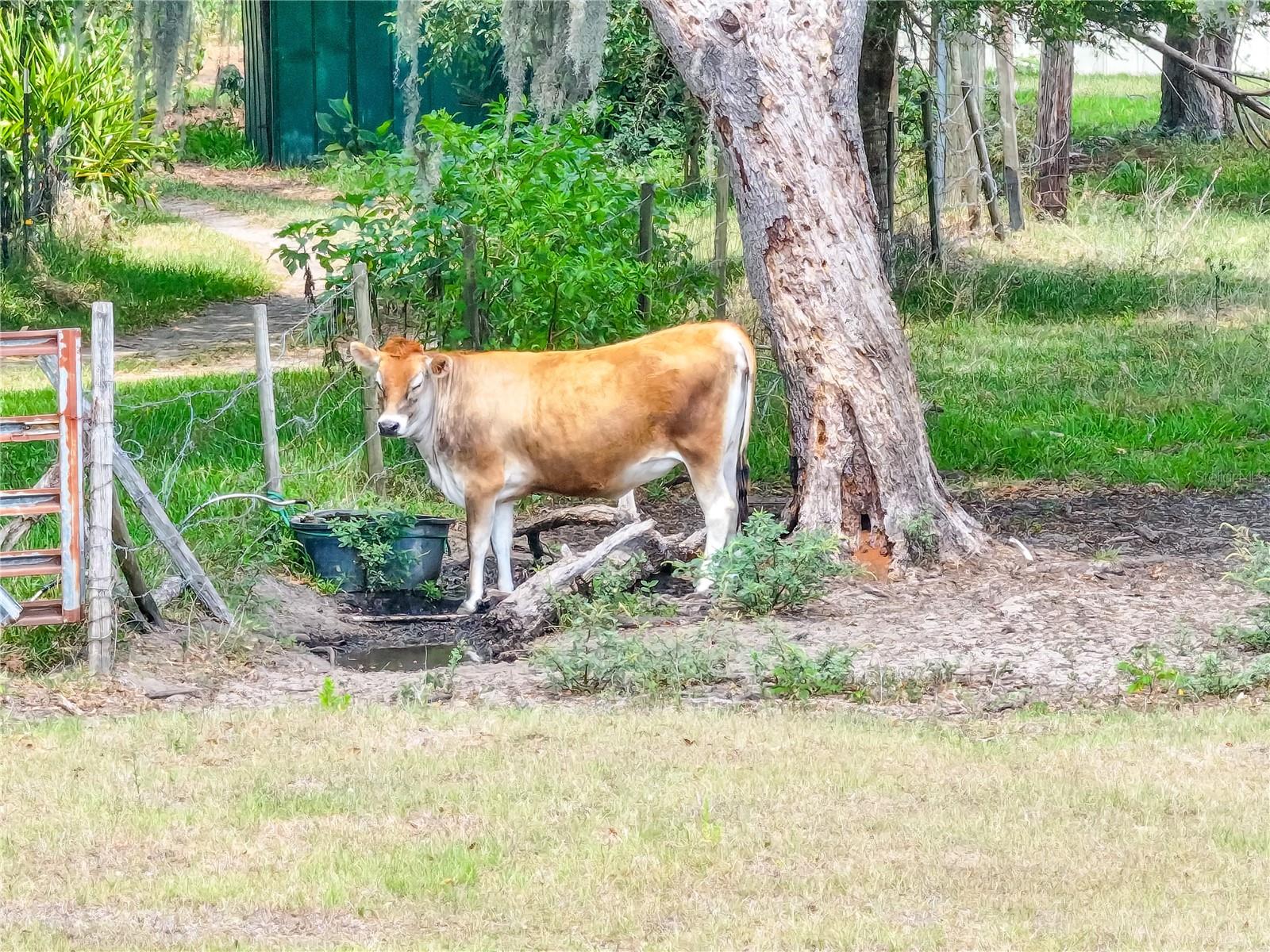 6882 SE 57TH RD, CENTER HILL, FL, 33514