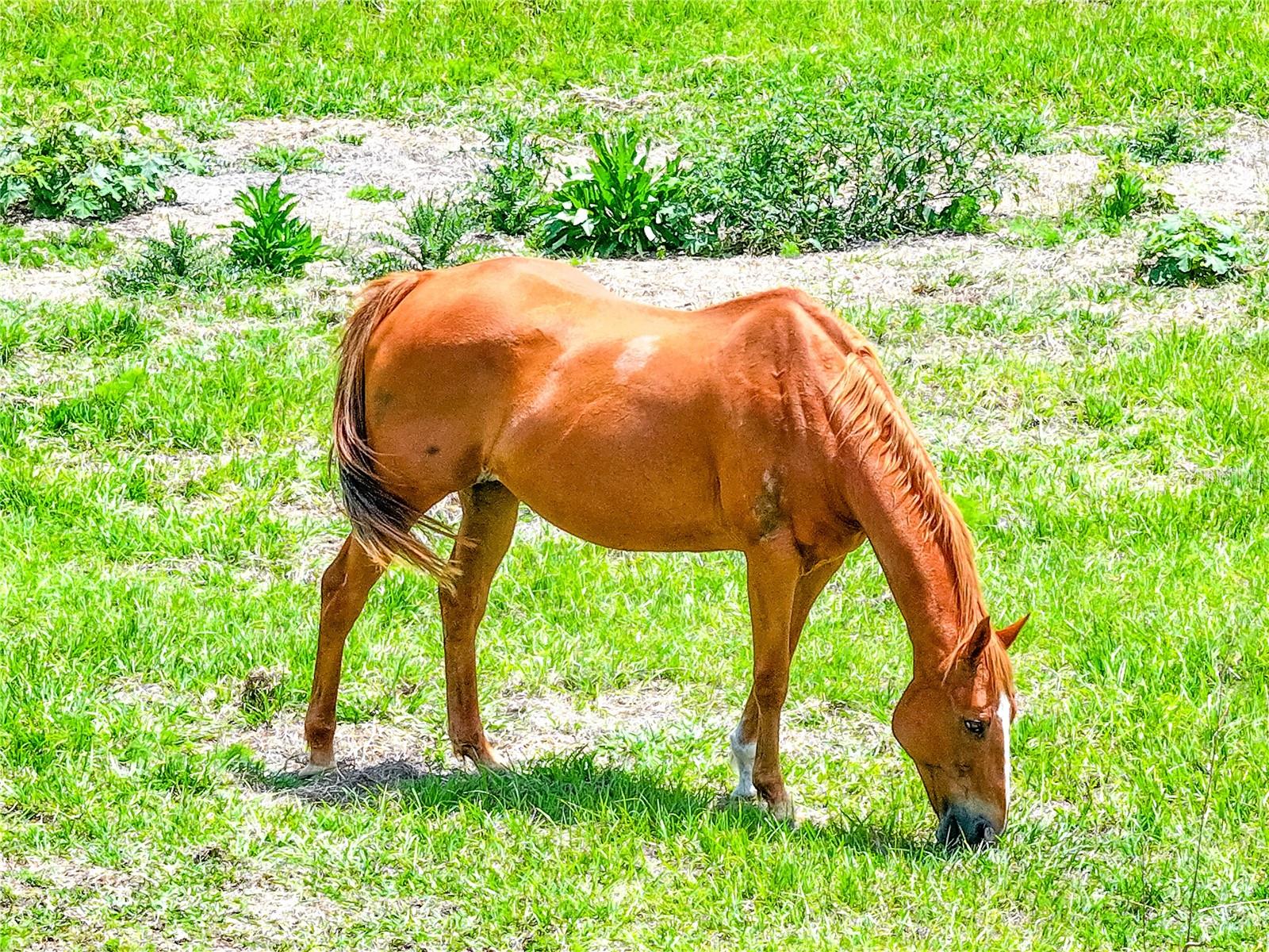 6882 SE 57TH RD, CENTER HILL, FL, 33514