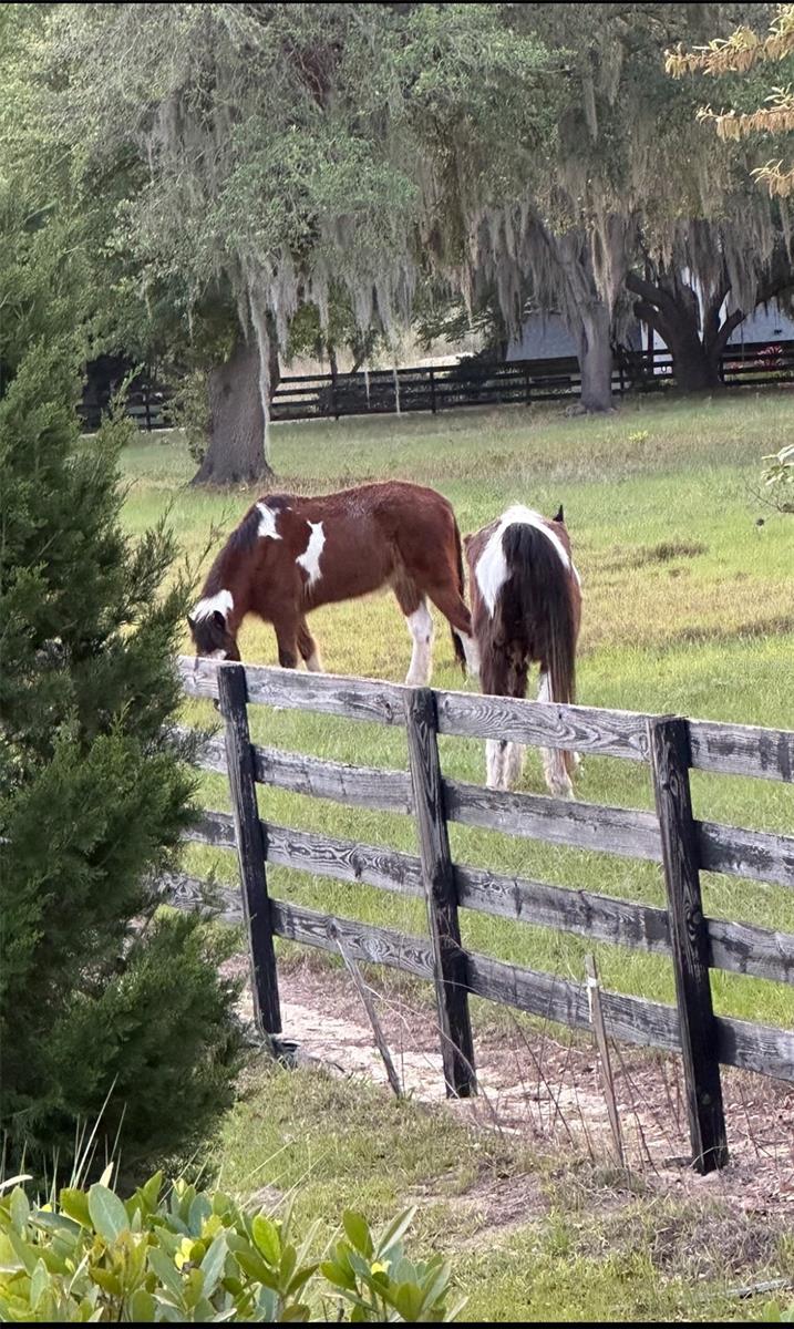 1880 PERCH HAMMOCK LOOP, GROVELAND, FL, 34736