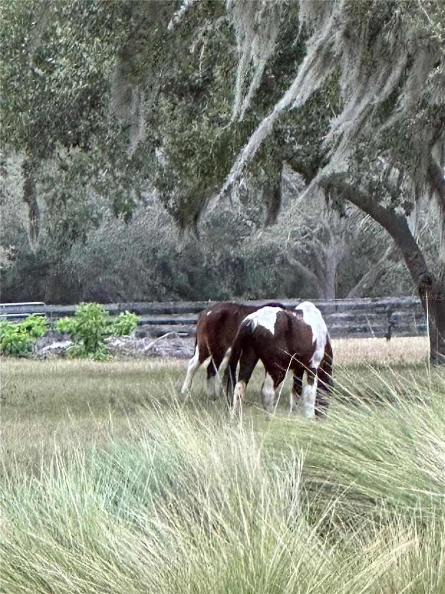 1880 PERCH HAMMOCK LOOP, GROVELAND, FL, 34736
