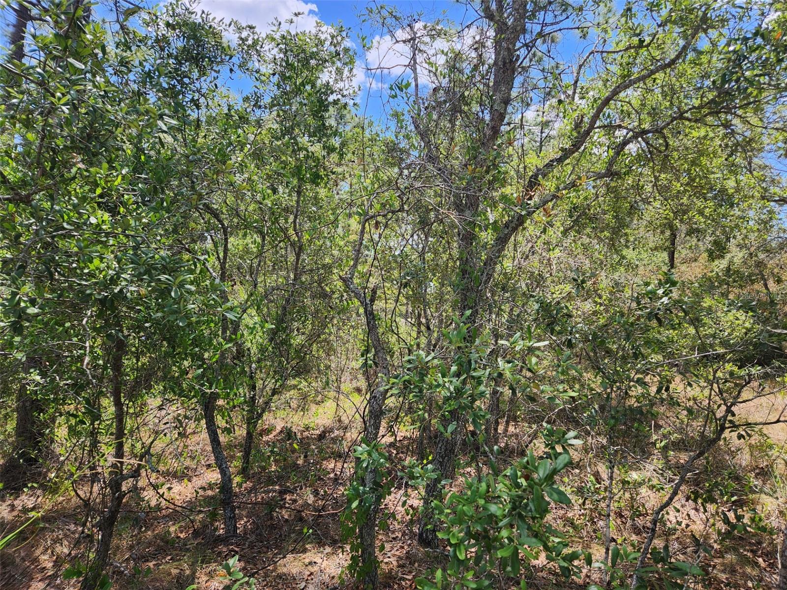 0 DAY OWL AVE #Lot # 7, WEEKI WACHEE, FL, 34613