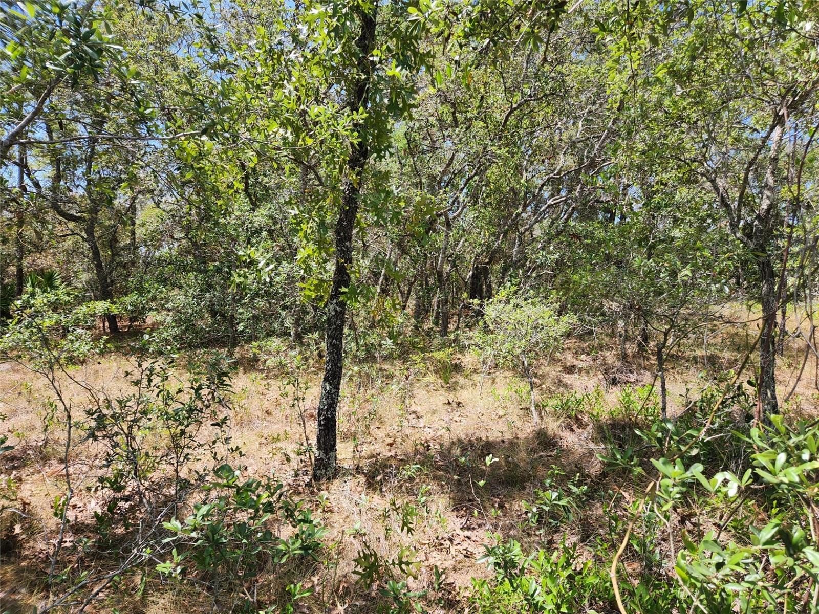 0 DAY OWL AVE #Lot # 7, WEEKI WACHEE, FL, 34613