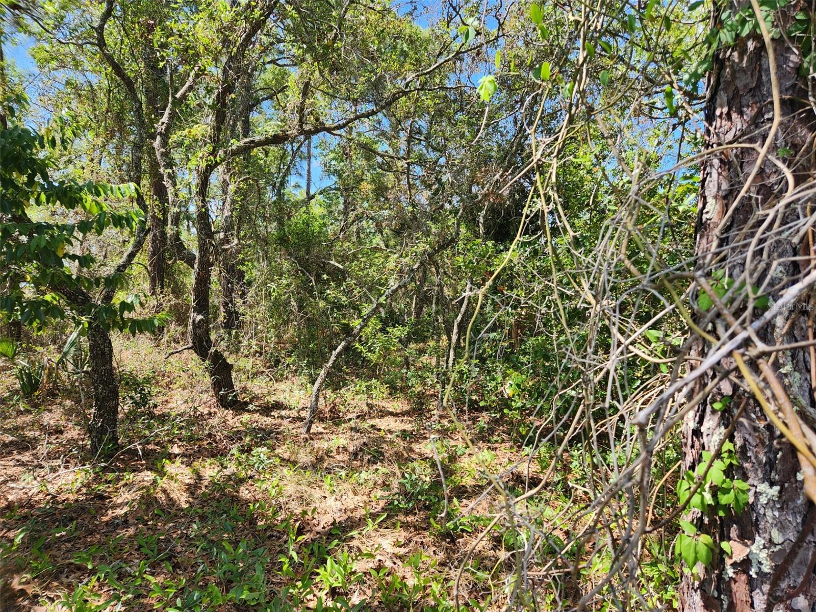 0 DAY OWL AVE #Lot # 7, WEEKI WACHEE, FL, 34613