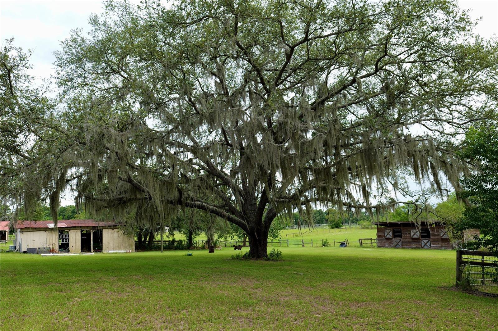 16850 SE 19TH CT, SUMMERFIELD, FL, 34491