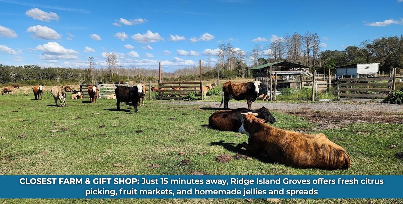 WHITE CLAY PIT RD, HAINES CITY, FL, 33844