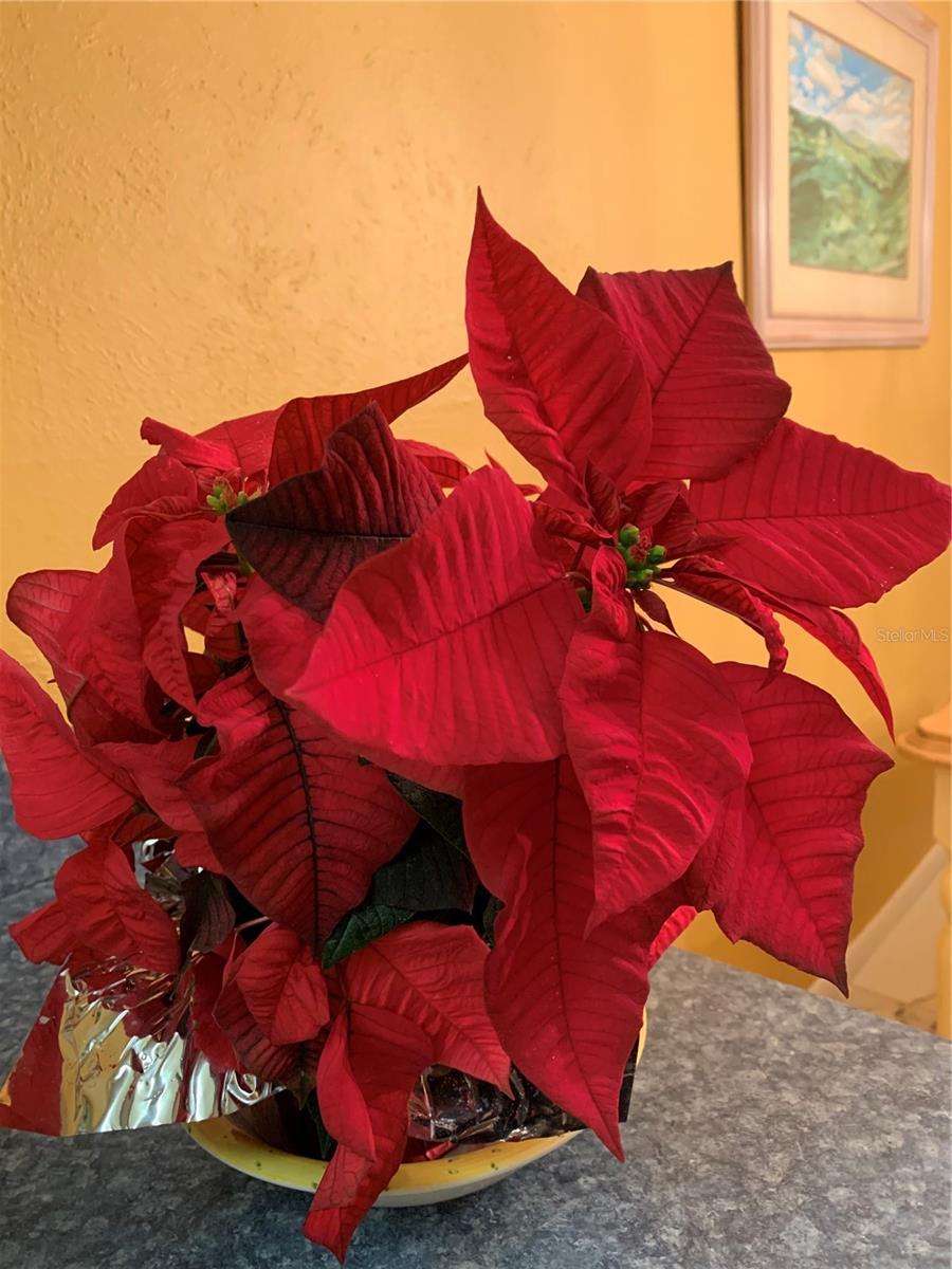 Poinsettia on the pass thru counter