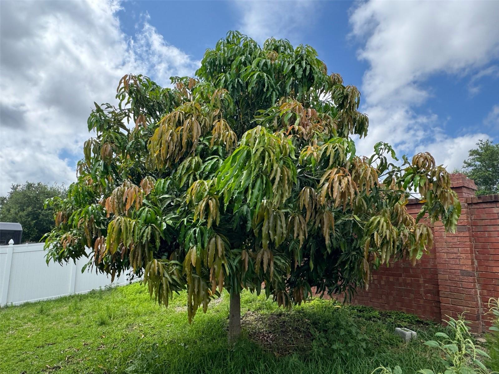 16780 MEADOWS ST, CLERMONT, FL, 34714