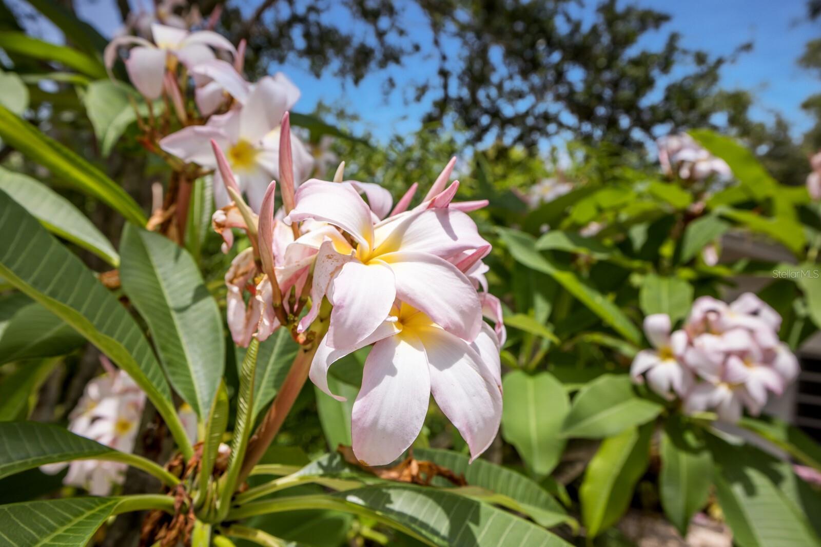 2207 HICKORY AVE, SARASOTA, FL, 34234