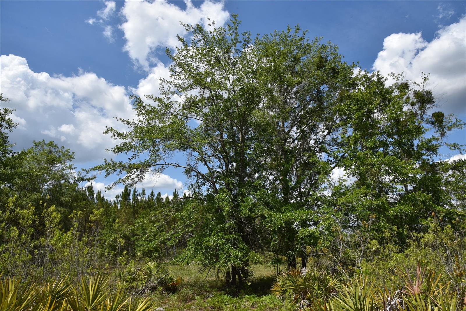 OFF HWY 225, GAINESVILLE, FL, 32609