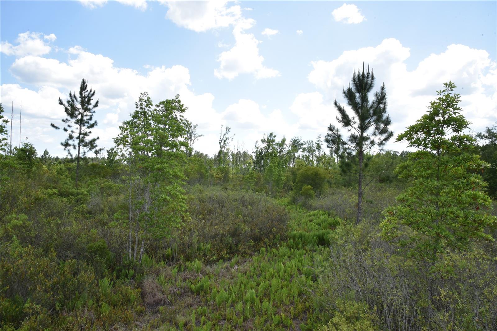 OFF HWY 225, GAINESVILLE, FL, 32609