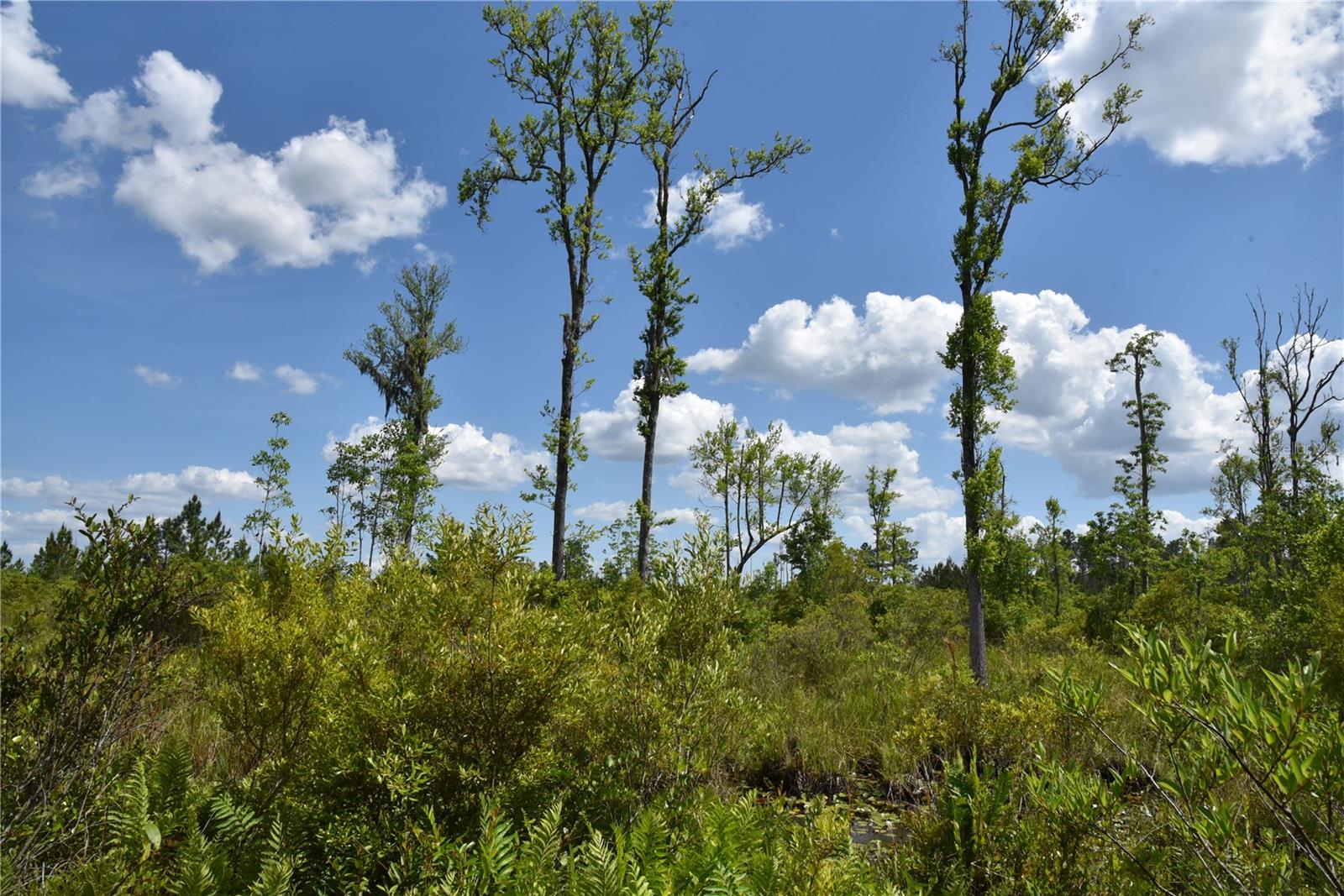 OFF HWY 225, GAINESVILLE, FL, 32609