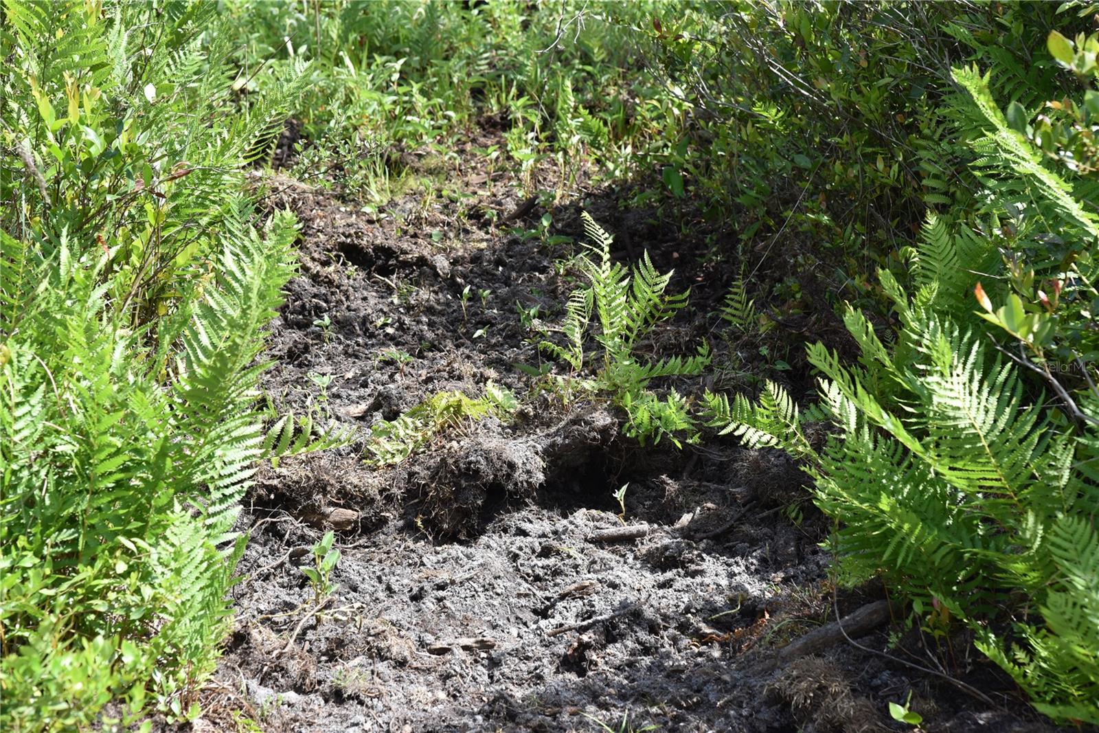 OFF HWY 225, GAINESVILLE, FL, 32609