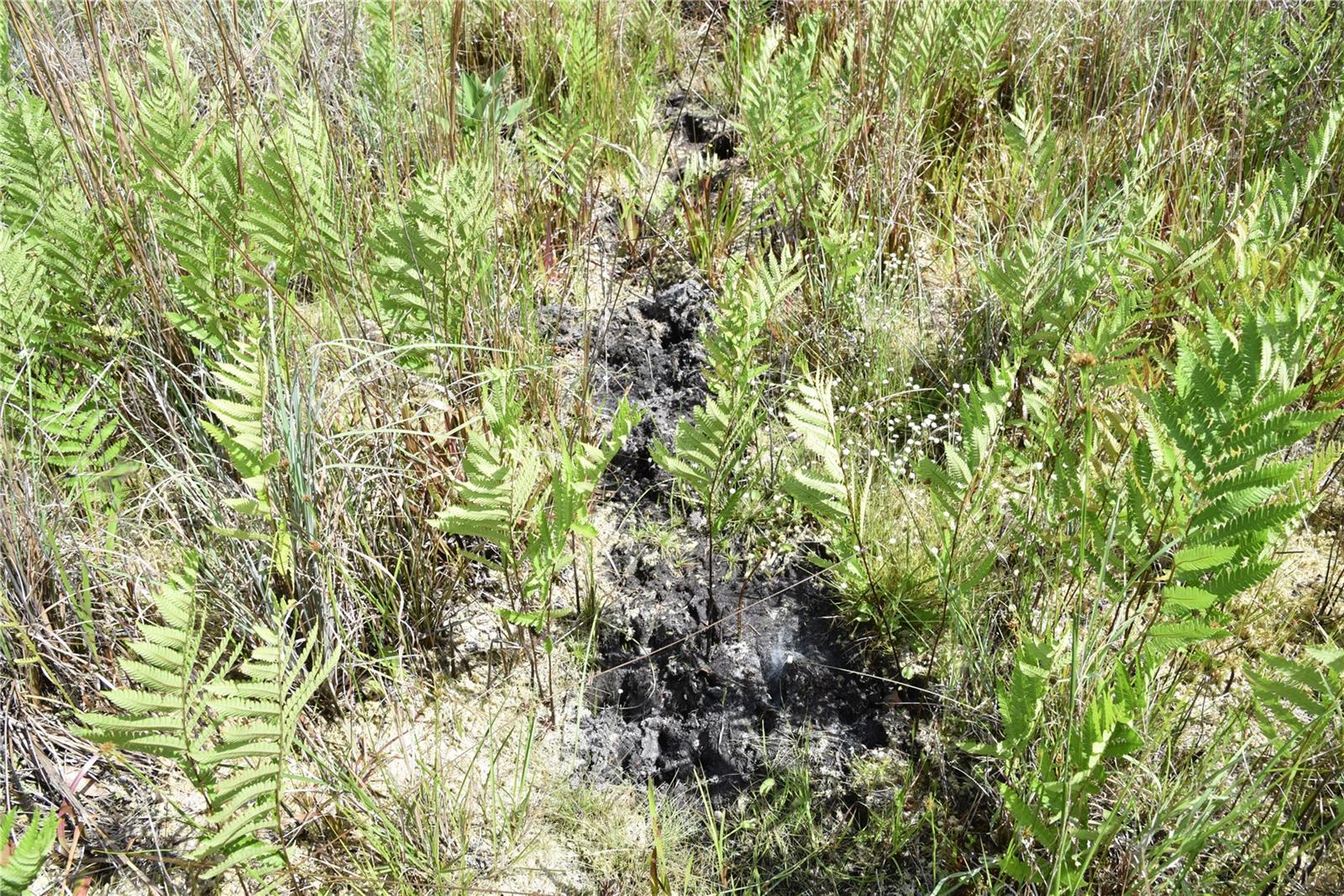 OFF HWY 225, GAINESVILLE, FL, 32609