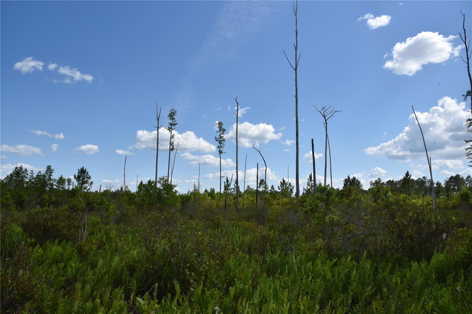 OFF HWY 225, GAINESVILLE, FL, 32609