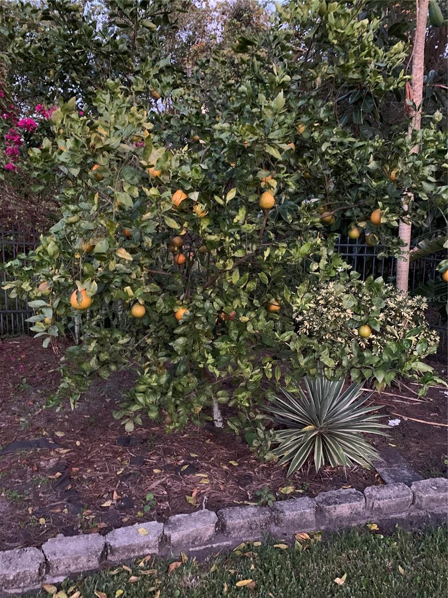 2842 BALFORN TOWER, WINTER GARDEN, FL, 34787