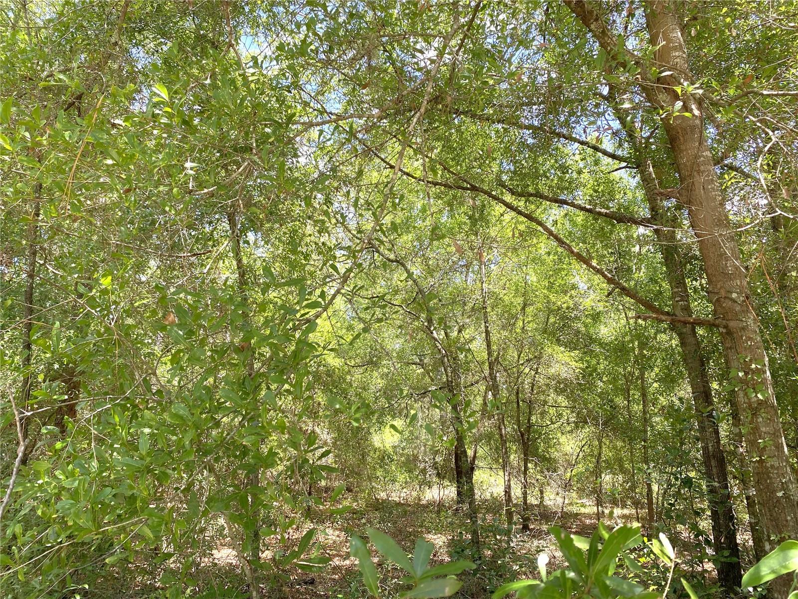 00 NE 141ST AVE, WILLISTON, FL, 32696