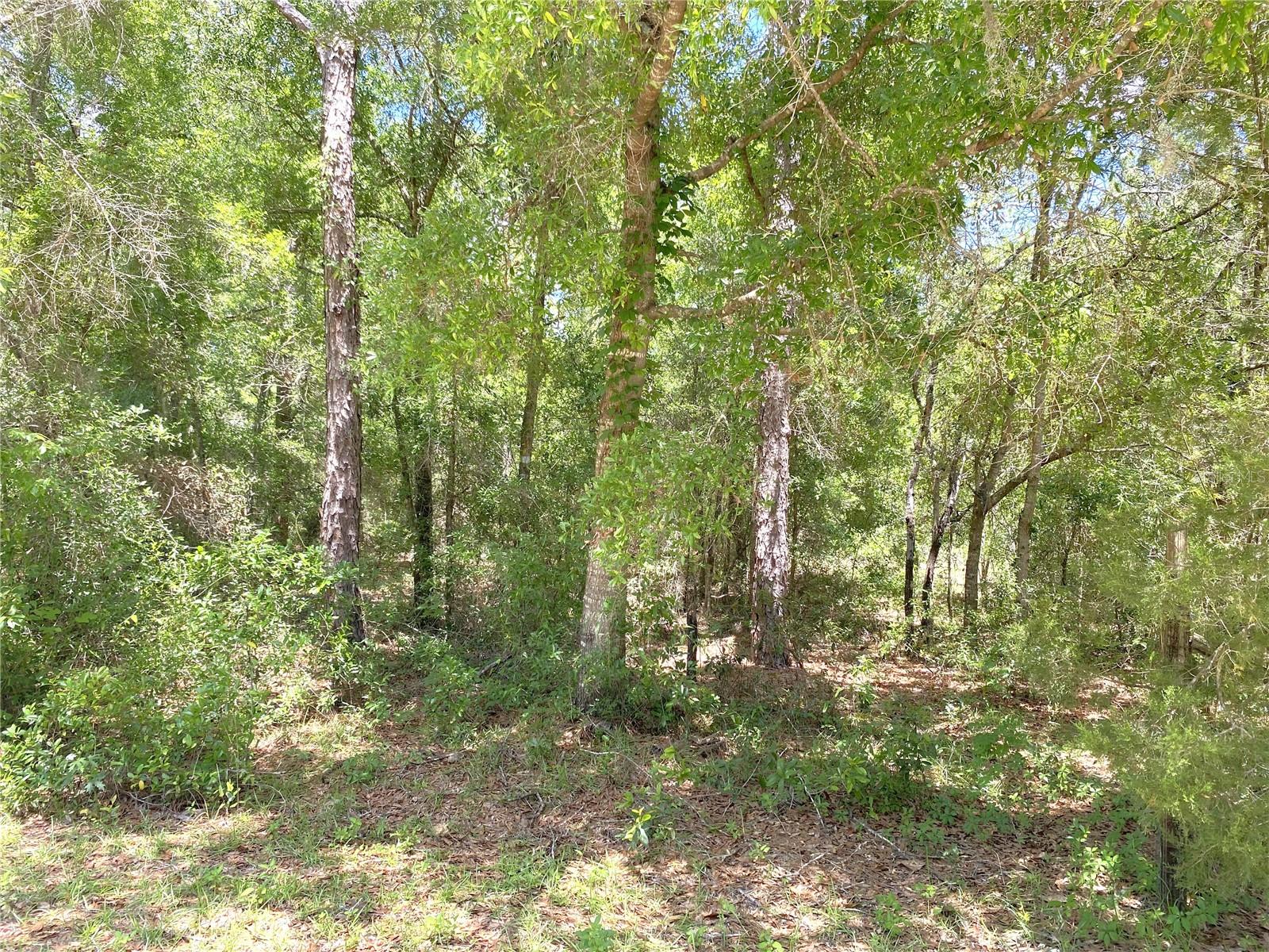 00 NE 141ST AVE, WILLISTON, FL, 32696