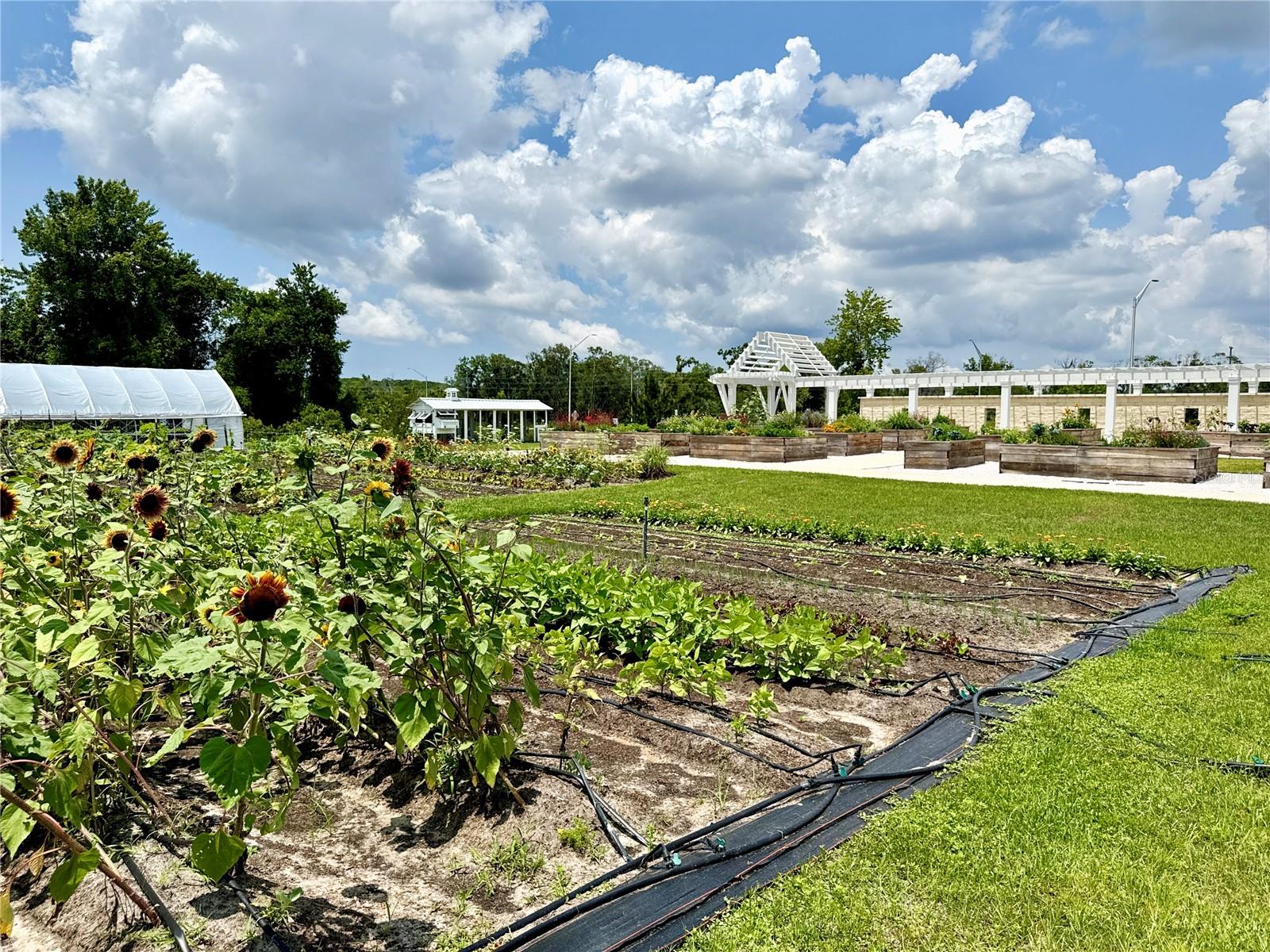 17677 NECTAR FLUME DR, LAND O LAKES, FL, 34637