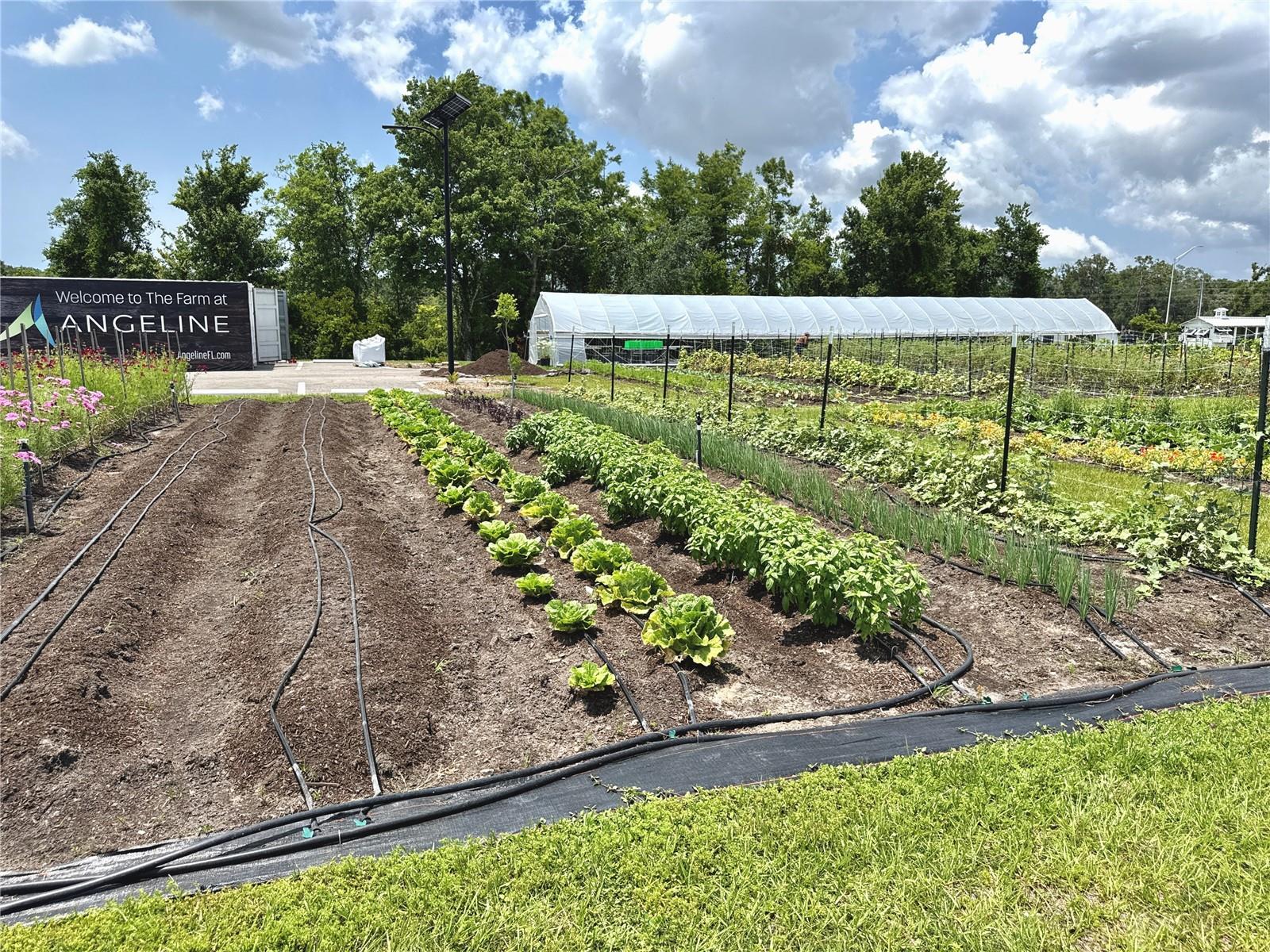 17677 NECTAR FLUME DR, LAND O LAKES, FL, 34637