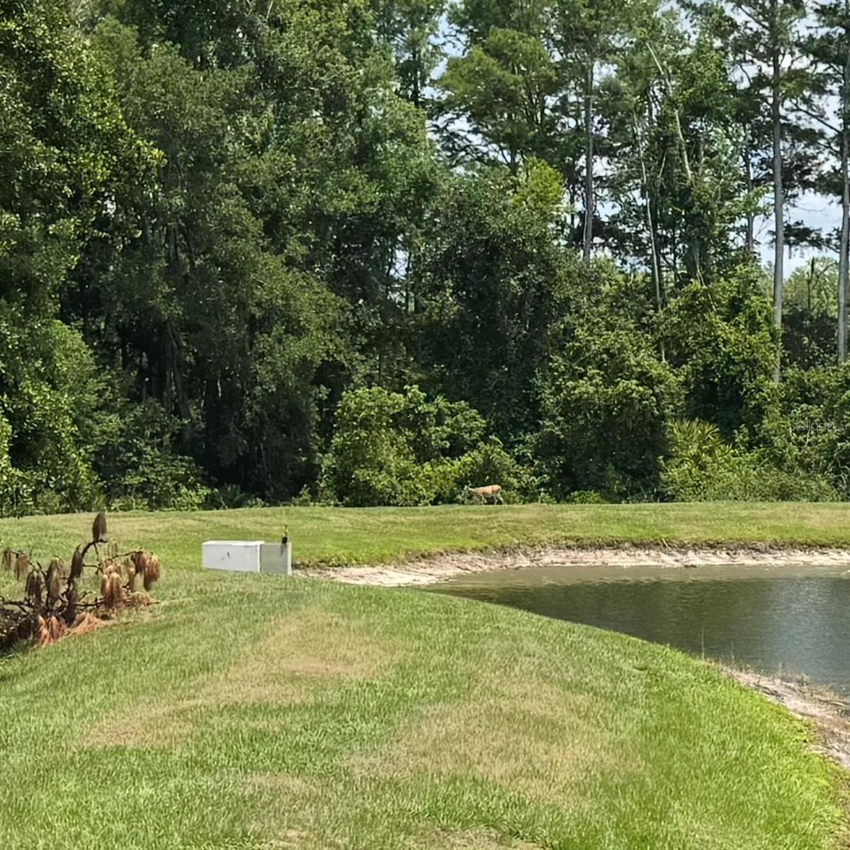 17677 NECTAR FLUME DR, LAND O LAKES, FL, 34637