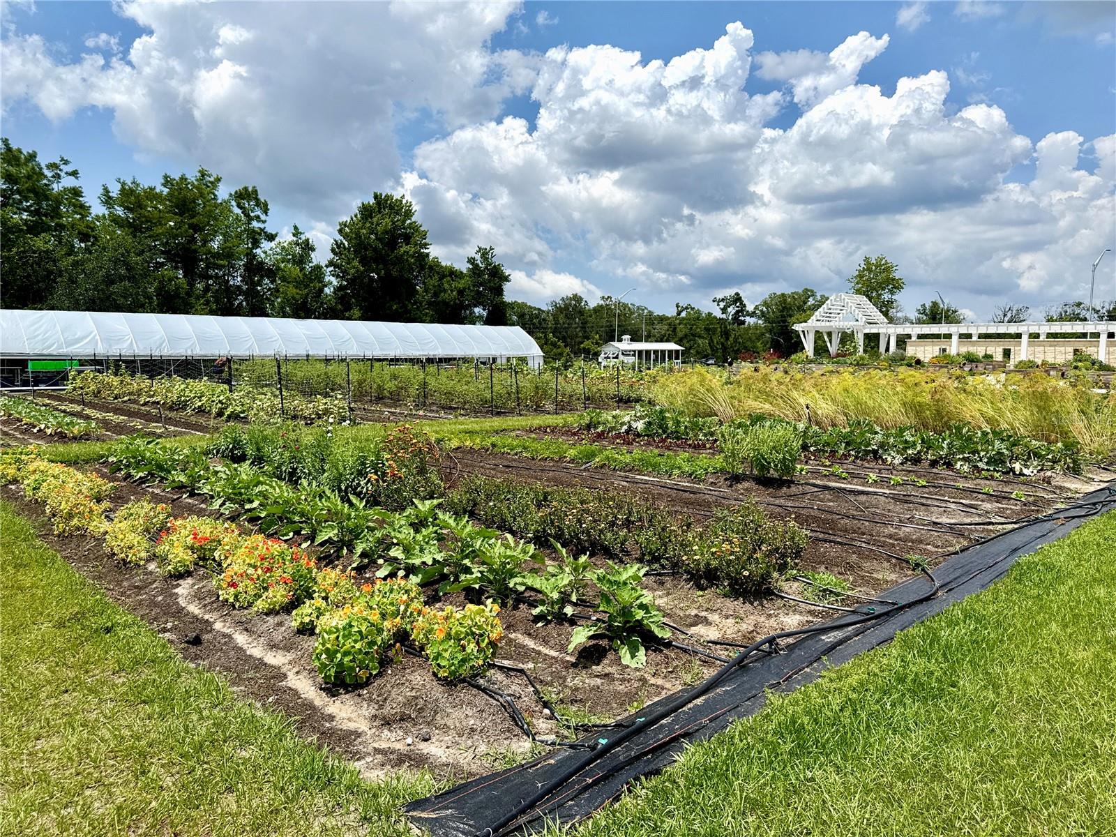 17677 NECTAR FLUME DR, LAND O LAKES, FL, 34637