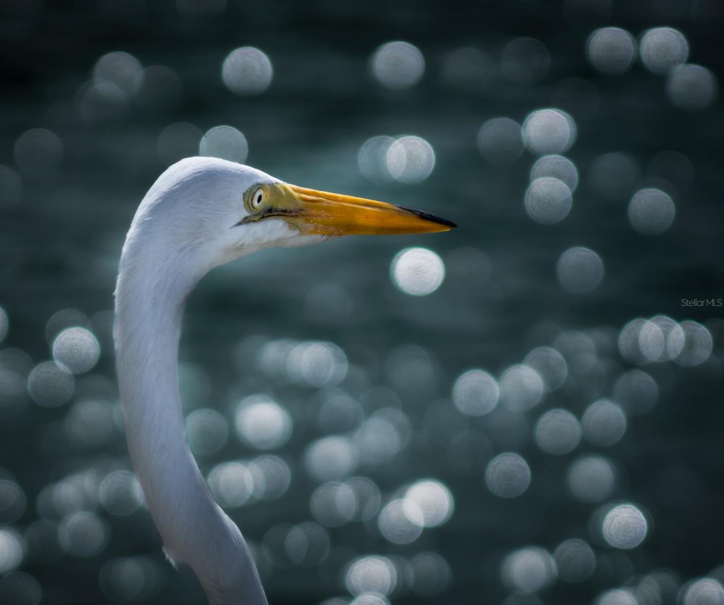 5920 80TH ST N #103, ST PETERSBURG, FL, 33709