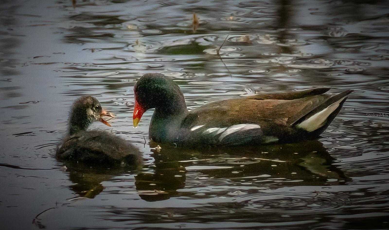 5920 80TH ST N #103, ST PETERSBURG, FL, 33709