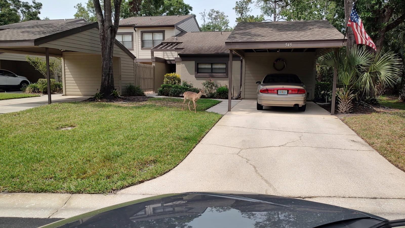 330 WOODS LANDING TRAIL, OLDSMAR, FL, 34677