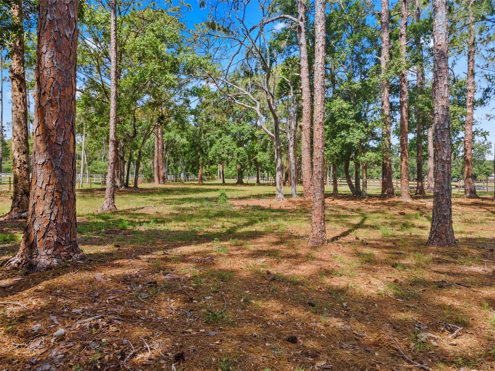 495 APPALOOSA RD, TARPON SPRINGS, FL, 34688