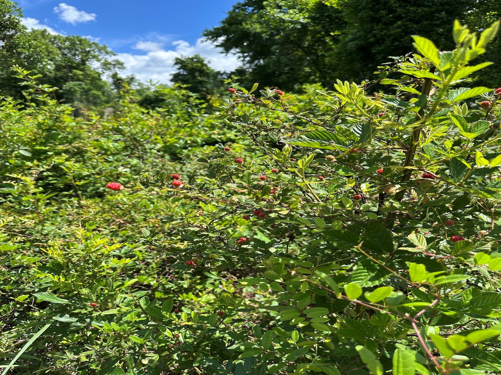 TBD NE 240TH ST, FORT MC COY, FL, 32134