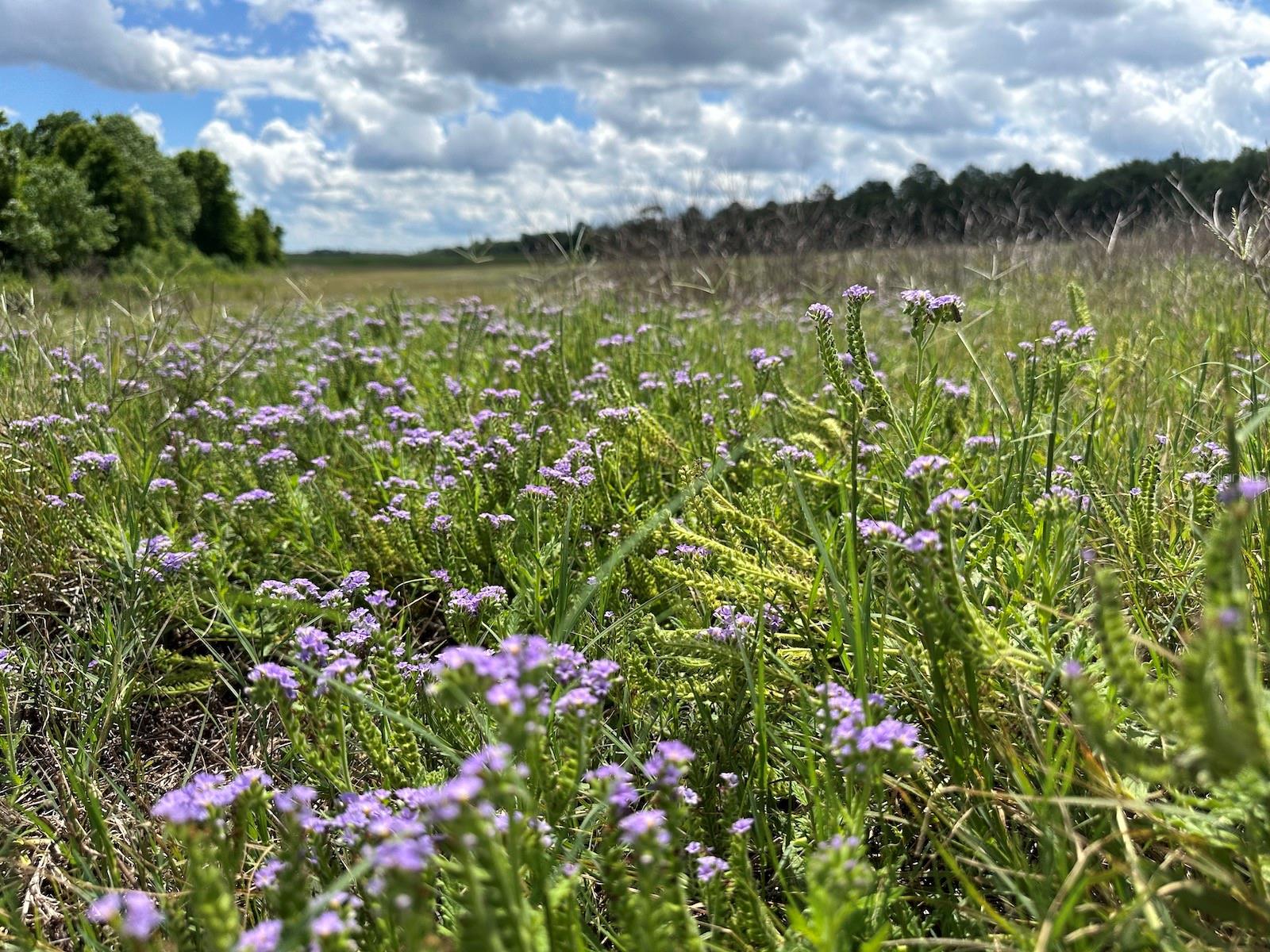 TBD NE 240TH ST, FORT MC COY, FL, 32134