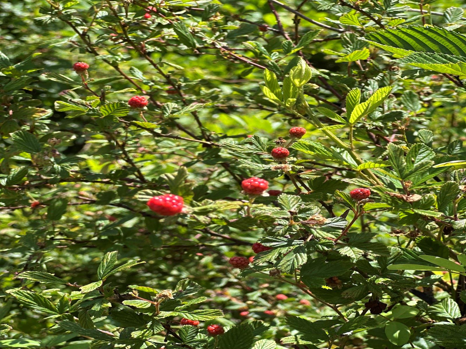 TBD NE 240TH ST, FORT MC COY, FL, 32134