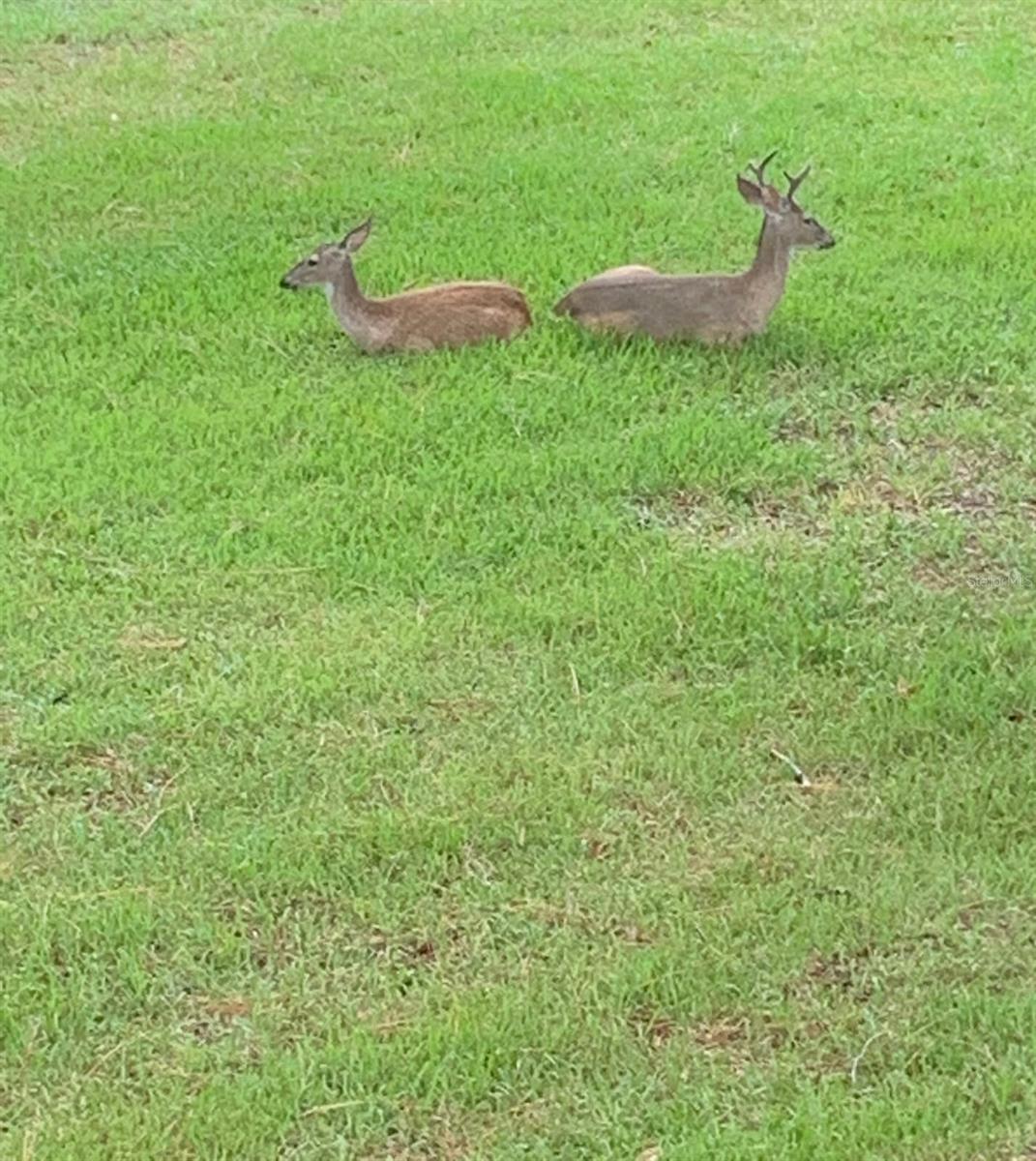 3505 TARPON WOODS BLVD #K409, PALM HARBOR, FL, 34685