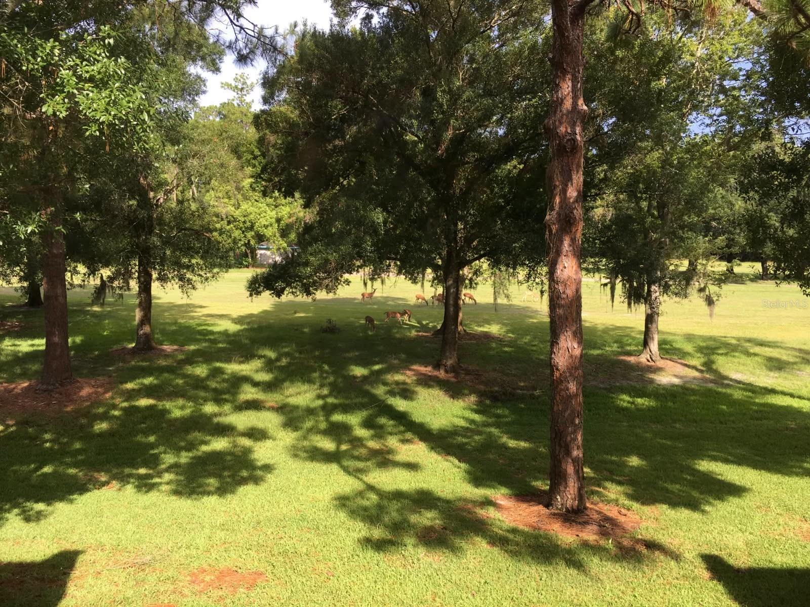 3505 TARPON WOODS BLVD #K409, PALM HARBOR, FL, 34685