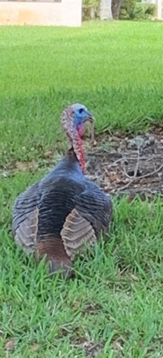 3505 TARPON WOODS BLVD #K409, PALM HARBOR, FL, 34685