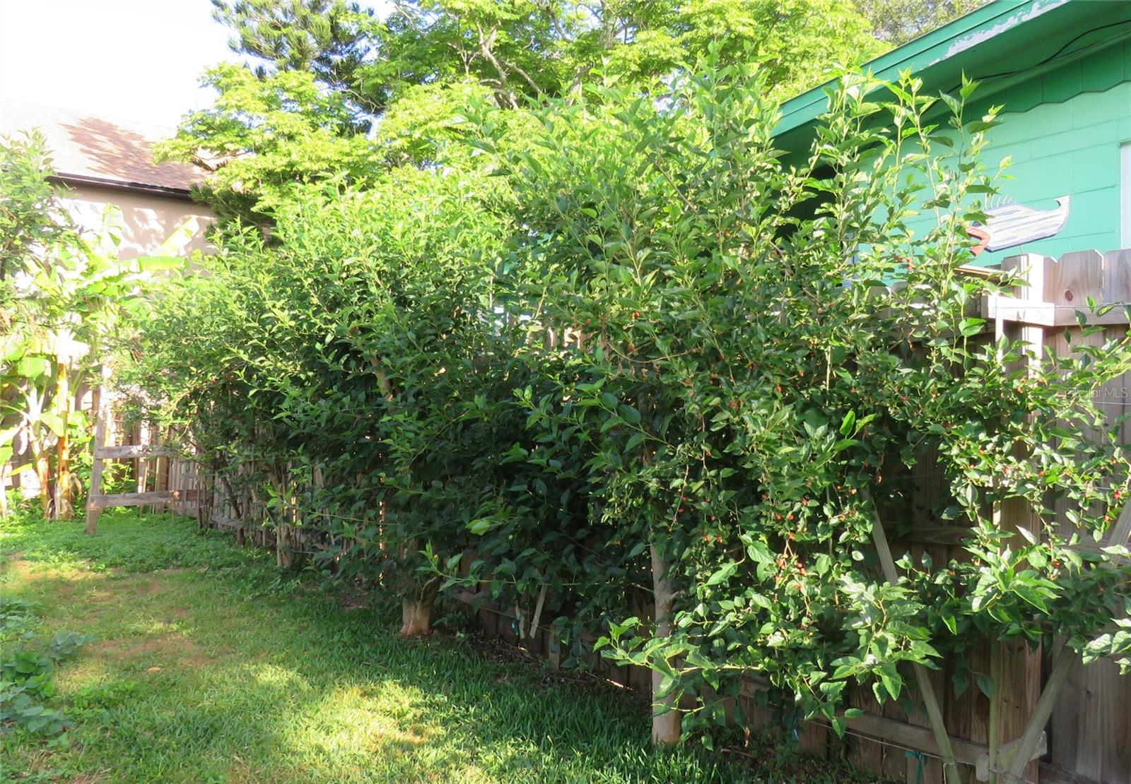 114 HICKORY ST, NEW SMYRNA BEACH, FL, 32168