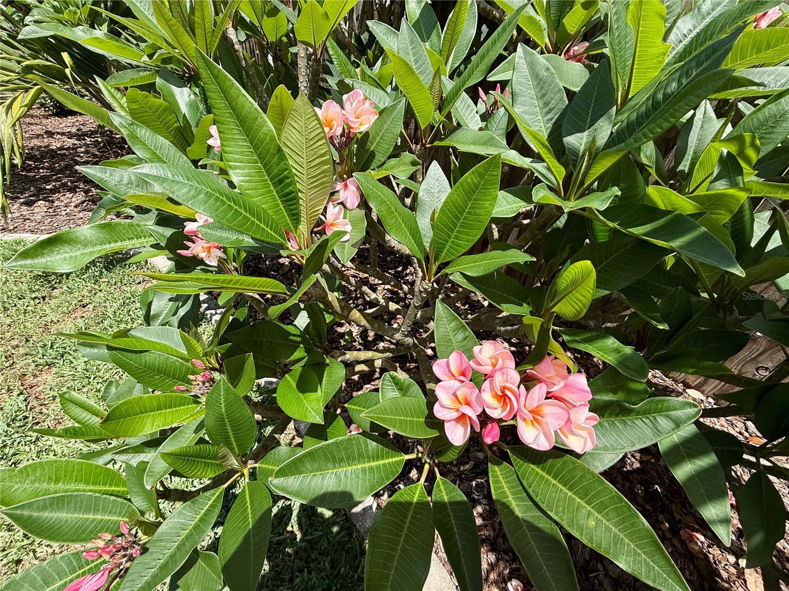 1618 PINEBERRY ST, LAKELAND, FL, 33803