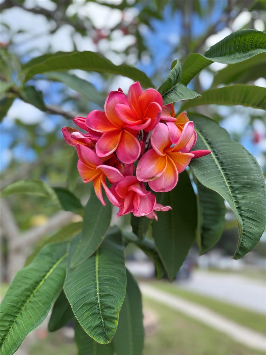 2807 NORTHCOTE DR, PALM HARBOR, FL, 34684