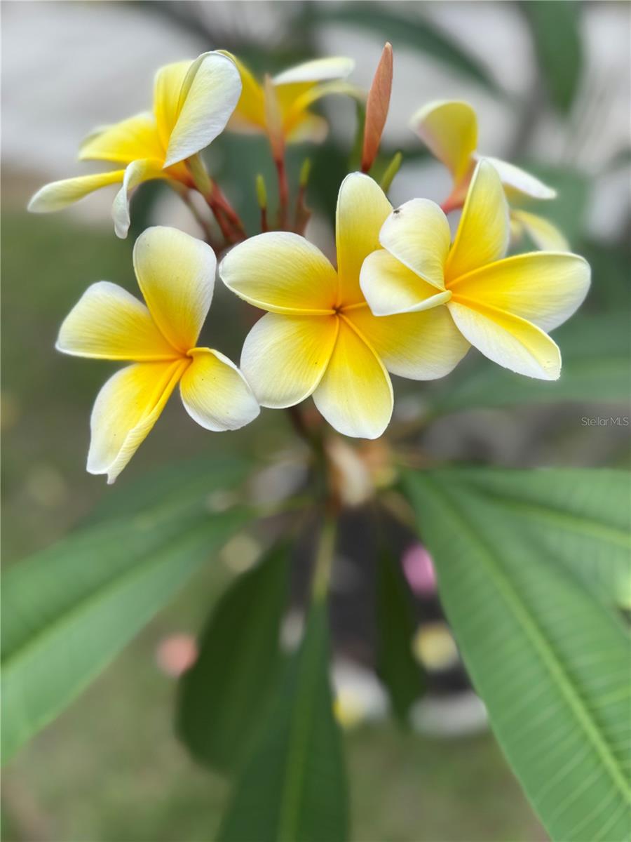 2807 NORTHCOTE DR, PALM HARBOR, FL, 34684