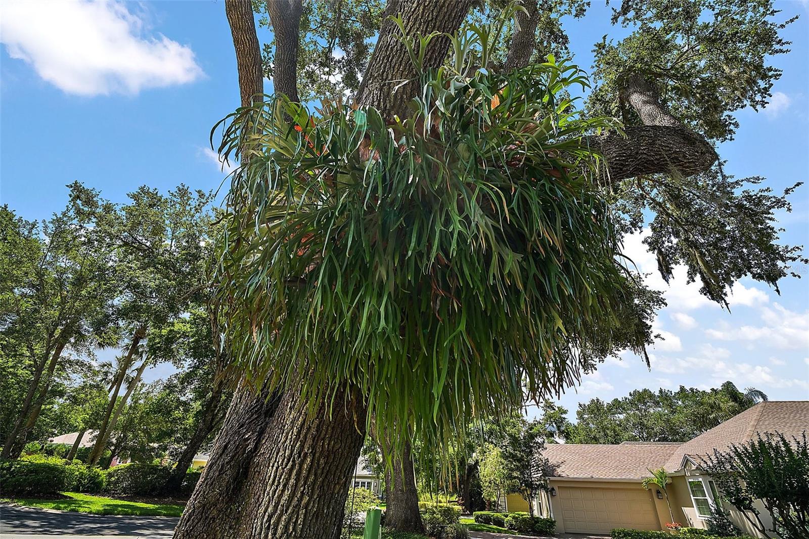 621 HIGH POINT DR, MOUNT DORA, FL, 32757