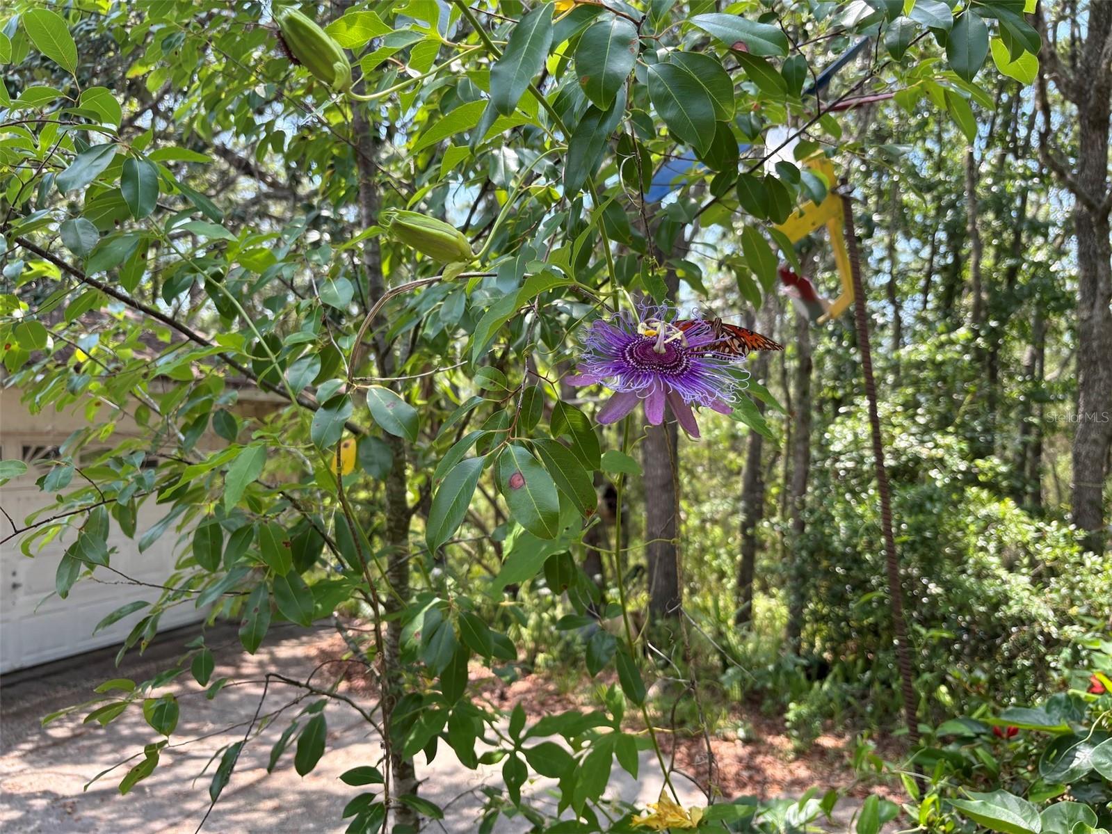 2995 N BRAVO DR, BEVERLY HILLS, FL, 34465