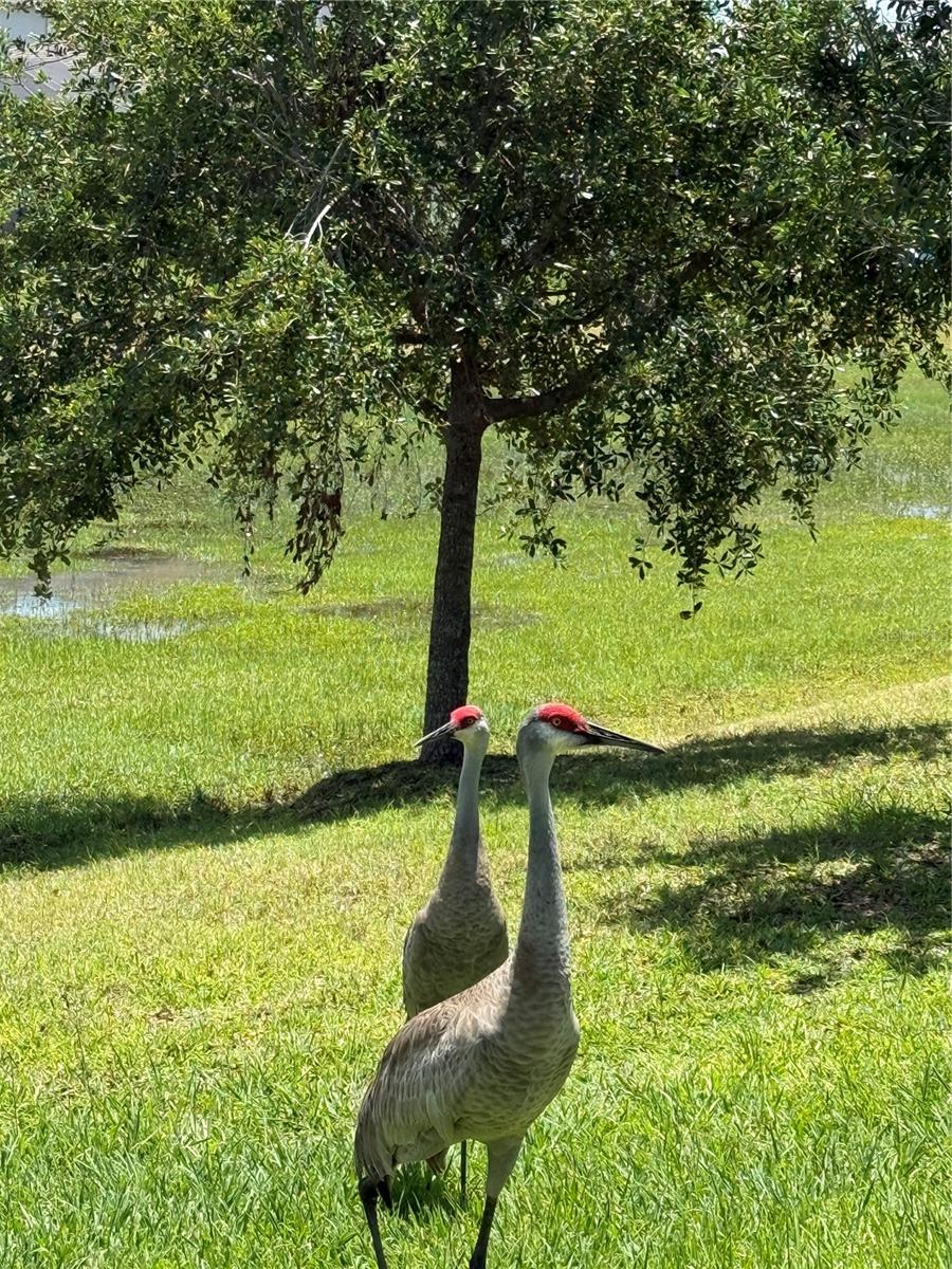 764 W BAYSHORE DR, TARPON SPRINGS, FL, 34689