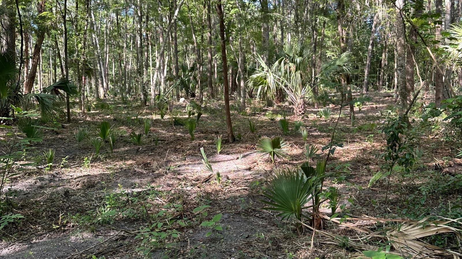 SE 130TH ST, BELLEVIEW, FL, 34420