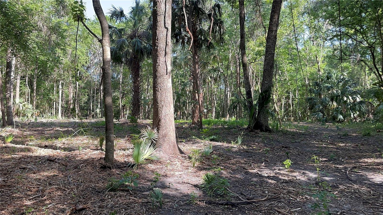 SE 130TH ST, BELLEVIEW, FL, 34420