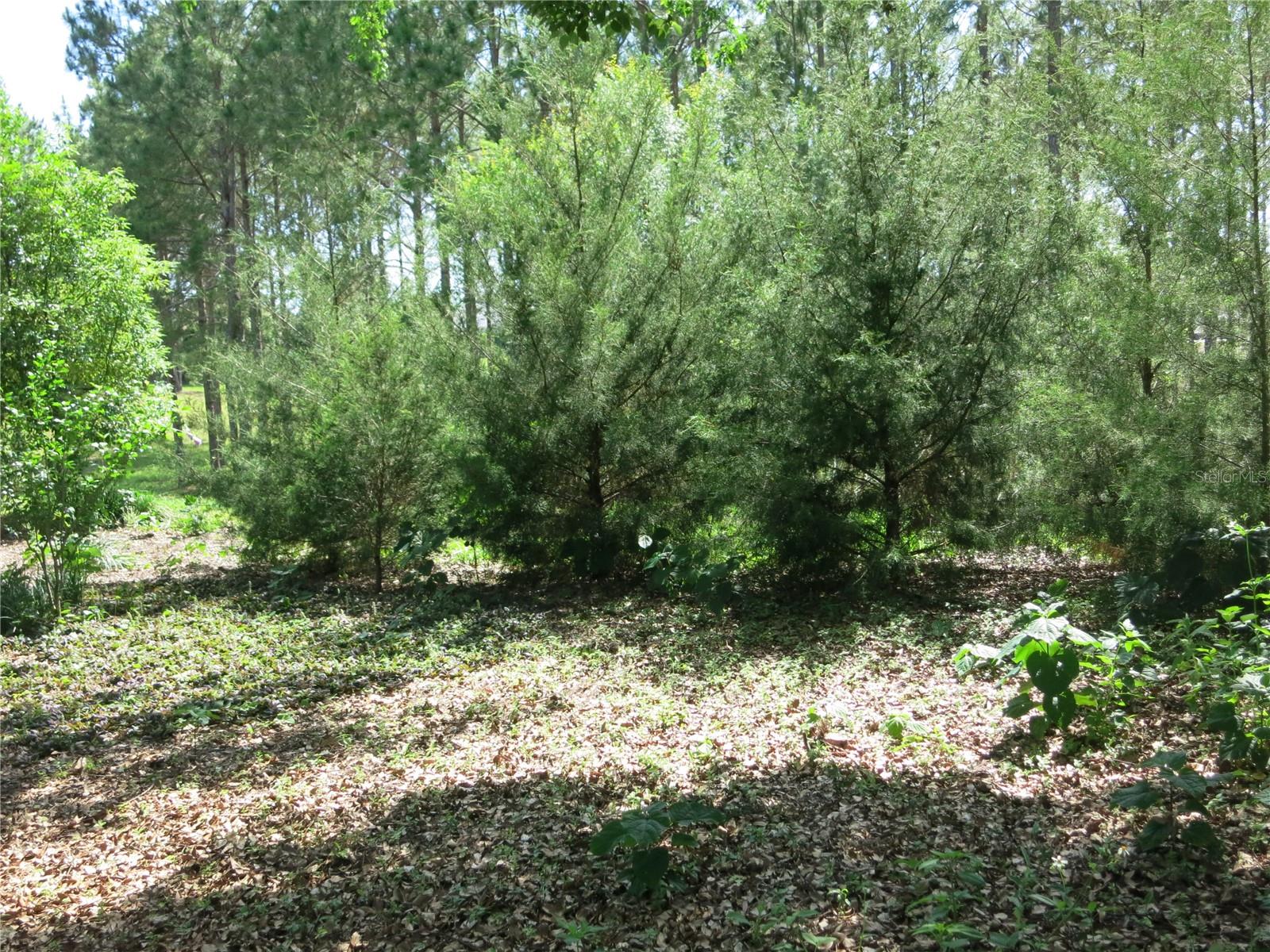 1799 W SHANELLE PATH, LECANTO, FL, 34461